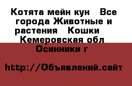 Котята мейн кун - Все города Животные и растения » Кошки   . Кемеровская обл.,Осинники г.